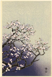 Cherry blossoms, Kotozuka